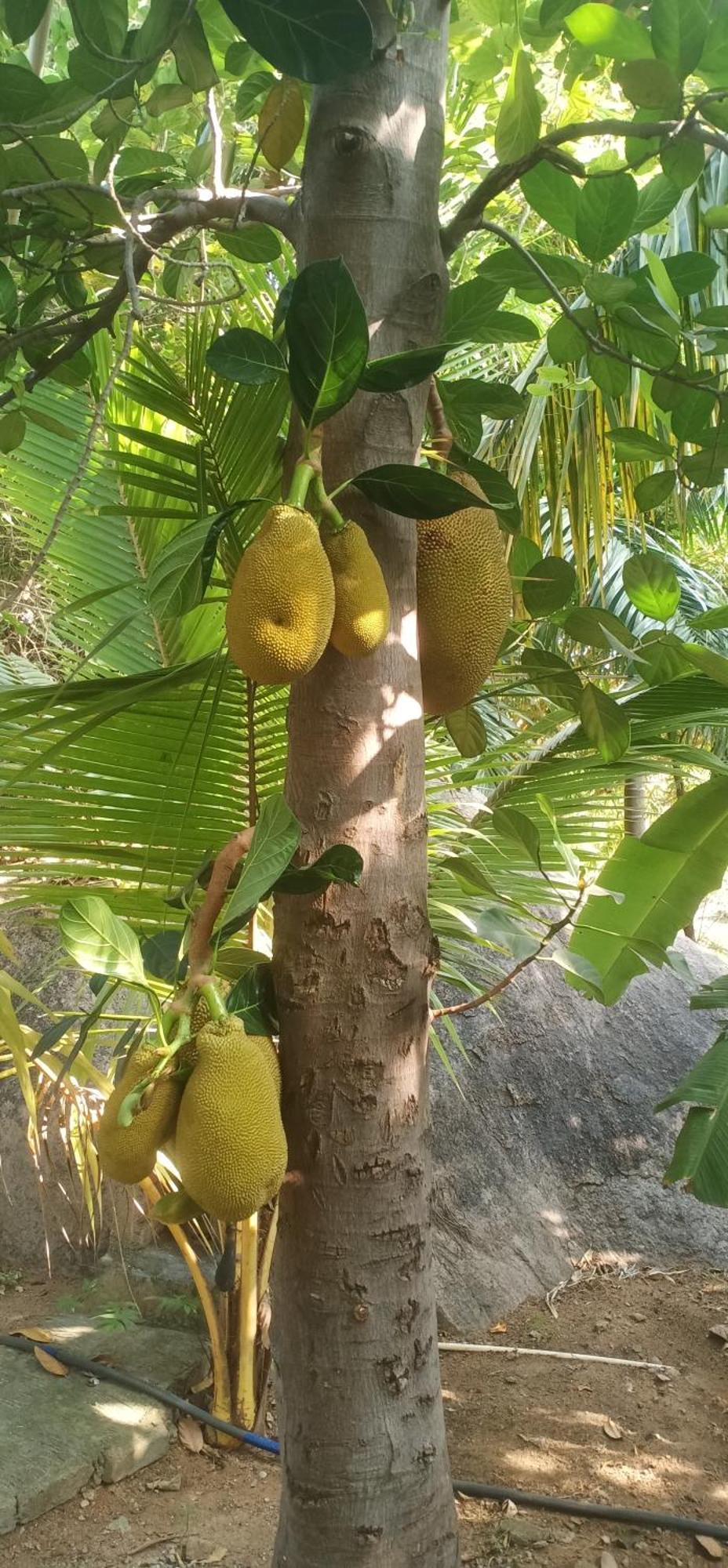 Gopi Plantation Homestay Hampi Ngoại thất bức ảnh